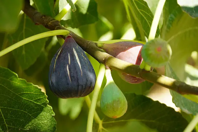 Benefits of figs