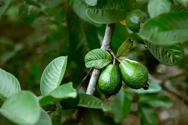 Benefits of guava leaves