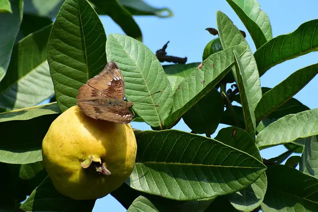 Benefits of guava leaves