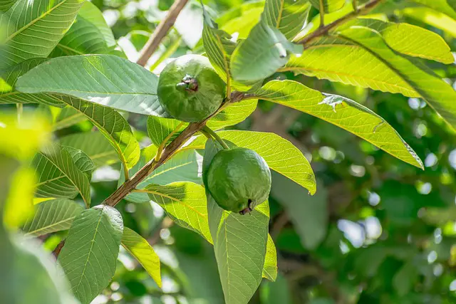 Benefits of guava leaves