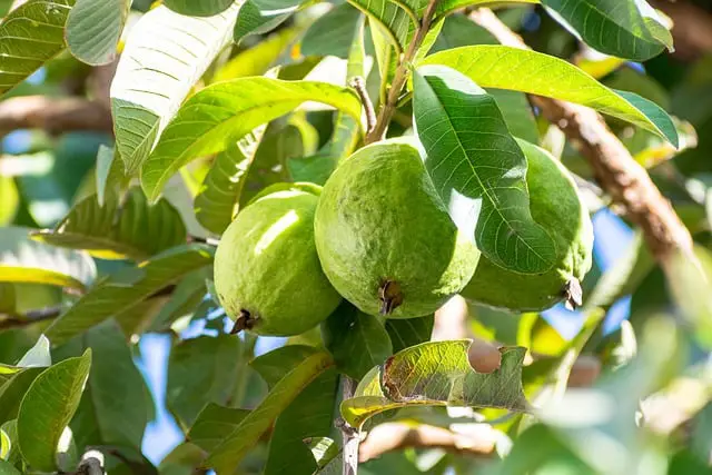 Benefits of guava leaves