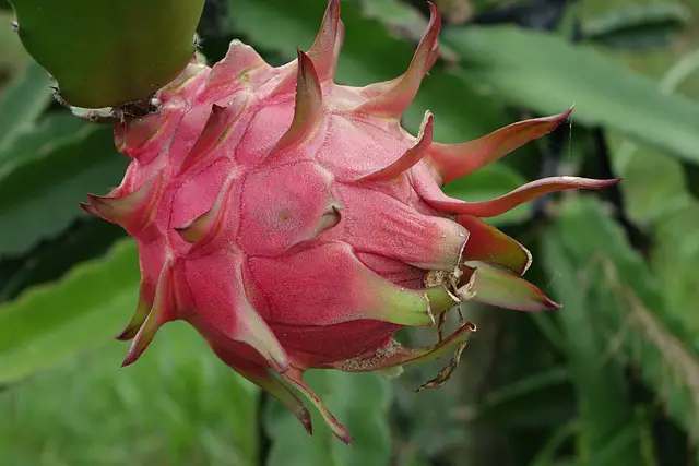 Benefits of Dragon Fruit