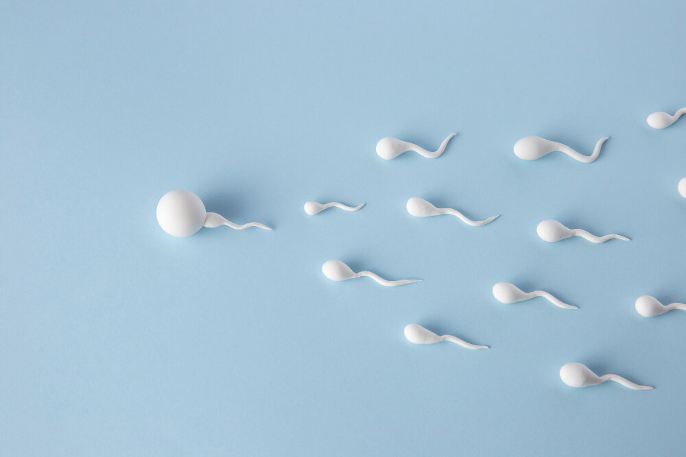 How long does it take for sperm to form