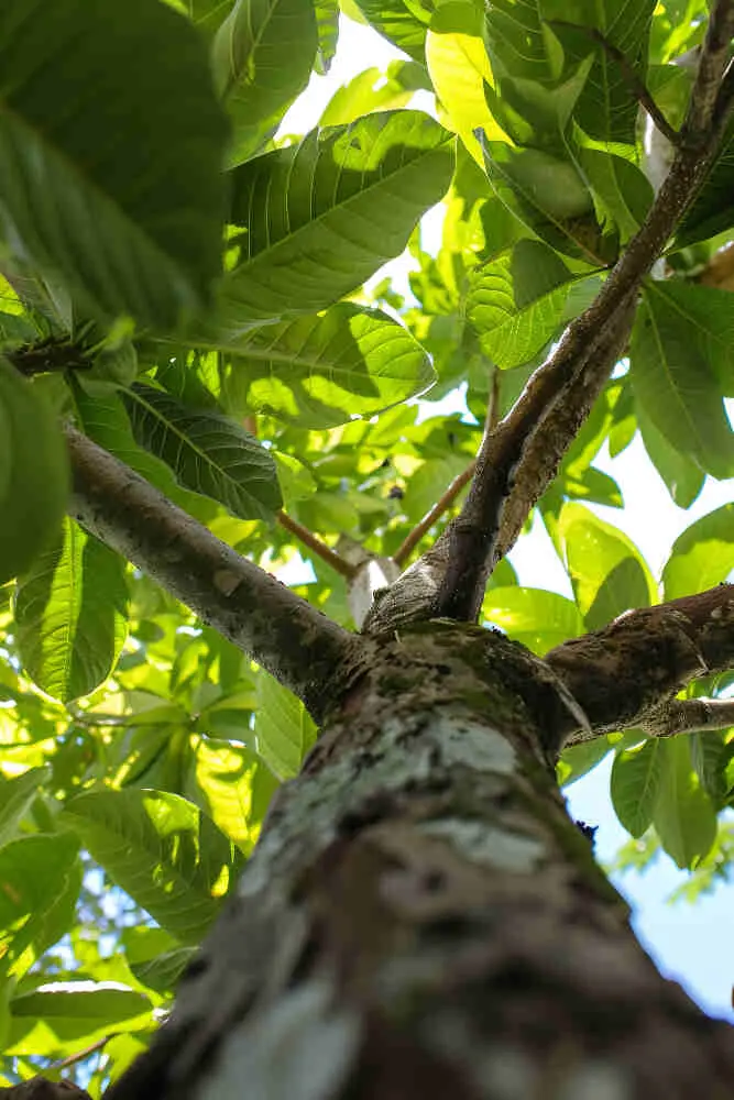 Benefits of soaking the bark of Arjun tree