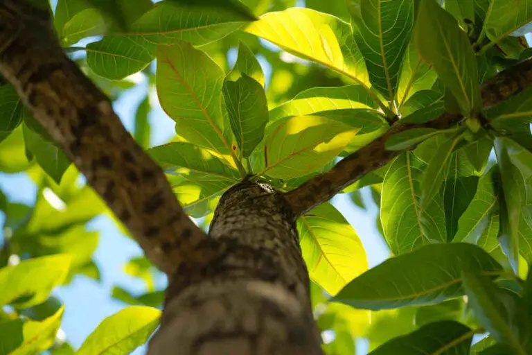 Benefits of soaking the bark of Arjun tree