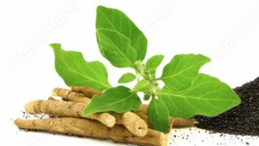 Ashwagandha benefits