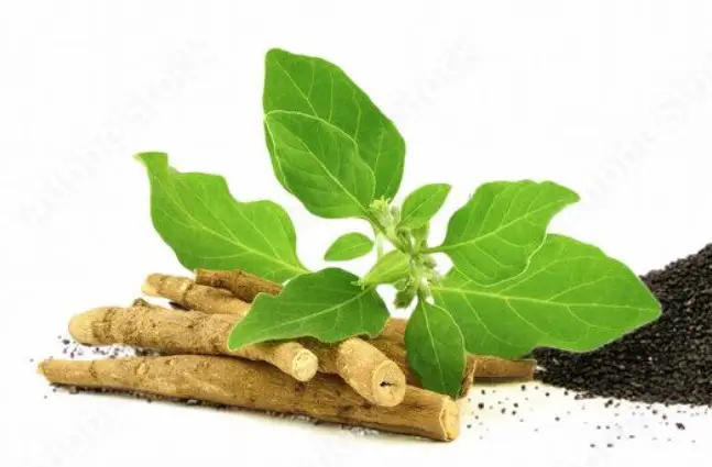 Ashwagandha benefits