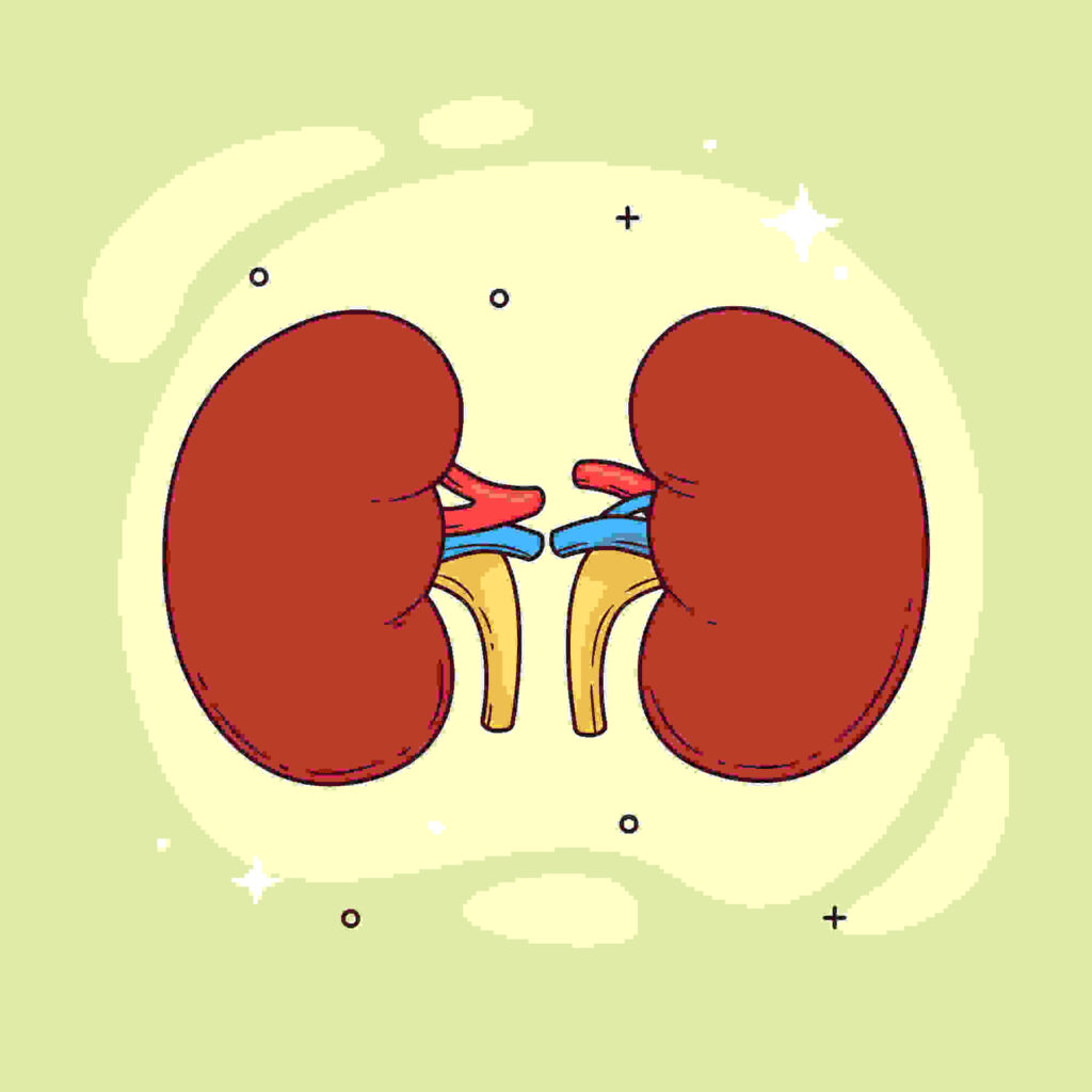 kidneys-healthy