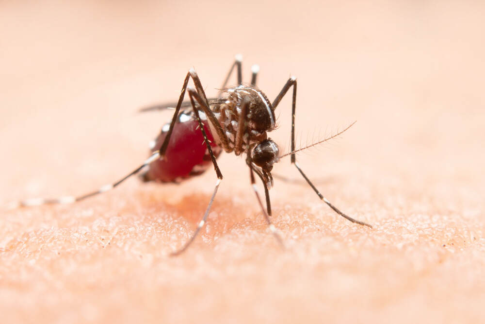 How-long-does-dengue-fever-last