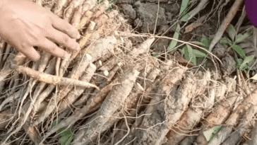 Side-effects-of-shimul-root