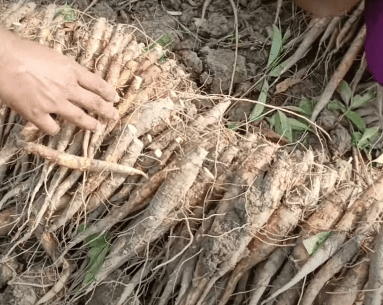 Side-effects-of-shimul-root