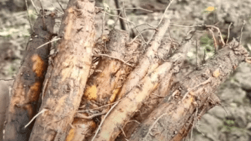 Side-effects-of-shimul-root