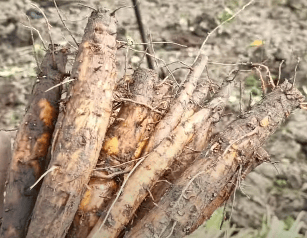 Side-effects-of-shimul-root