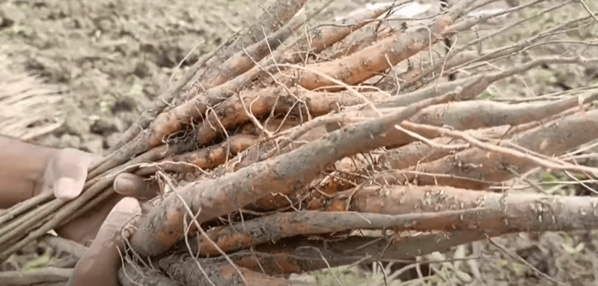 Side-effects-of-shimul-root