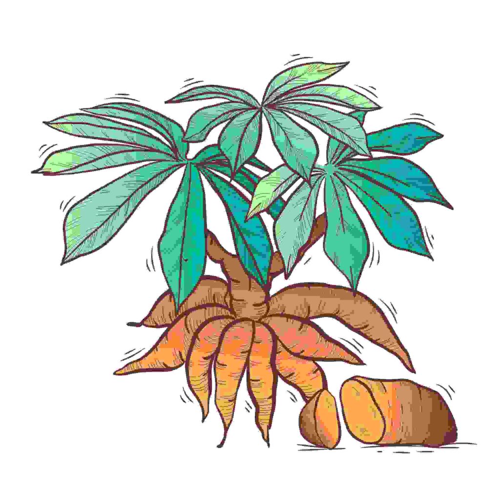 Side-effects-of-shimul-root